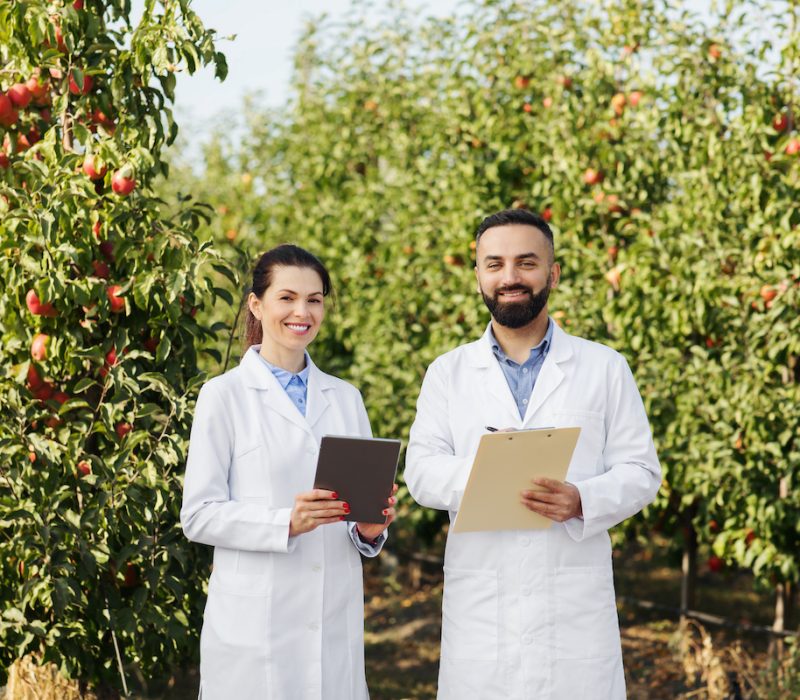 Two specialists work on fruit farm and collect data. Millennial smiling man and woman farmers in white coats with tablets control quality on plantation with green trees with red apples, copy space